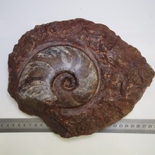 Ammonite fossile minerale usato  Spedire a Italy
