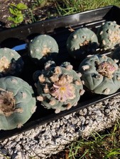 Rare cactus. seed for sale  Saint Petersburg