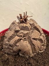 Dioscorea elephantipes diamèt d'occasion  Rouen-