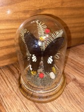 Taxidermy butterfly glass for sale  Piedmont