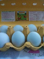 Shetland hen hatching for sale  Coos Bay