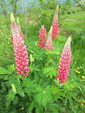 Graines lupin rouge d'occasion  Hommarting