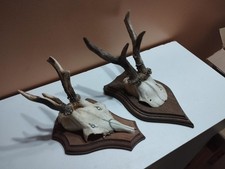 Trophee chevreuil brocard d'occasion  France