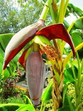 Musa gran nain for sale  Fresno