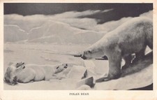 CARTÃO POSTAL - URSO POLAR - HALL 16 - MUSEU DE HISTÓRIA NATURAL - CHICAGO - EUA, usado comprar usado CARTÃO POSTAL - URSO POLAR - HALL 16 - MUSEU DE HISTÓRIA NATURAL - CHICAGO - EUA, usado comprar usado  Enviando para Brazil