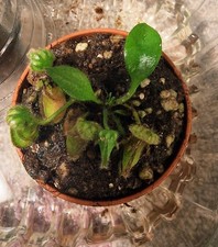 Cephalotus araflora giant usato  Bari