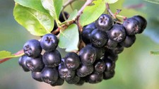 Viking aronia starter for sale  Issaquah