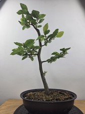 Hornbeam part trained for sale  EPSOM
