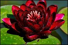 Burgundy princess red for sale  UK