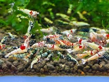 Seam oasis mix for sale  Garden Grove