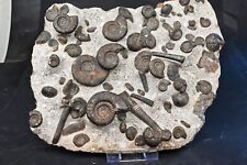 Superbe plaque ammonites d'occasion  Forcalquier