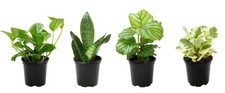 Essential houseplant collectio for sale  Laurel