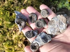 Different rarer ammonites for sale  REDCAR