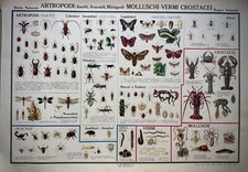 Artropodi molluschi crostacei usato  Torino