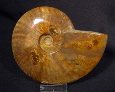 Ammonit madagaskar gebraucht kaufen  Ainring