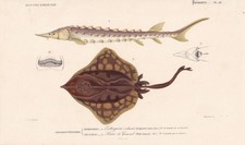 1861 sturgeon skate for sale  BIDEFORD