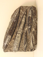 Fossilien versteinerung fossil gebraucht kaufen  Gernsbach