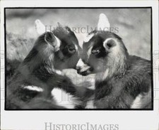 3 baby goats for sale 3 baby goats for sale Memphis