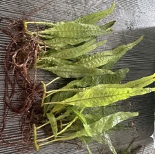 Java fern microsorium for sale  TROWBRIDGE