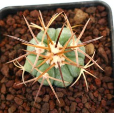 Echinocactus horizonthalonius  usato  Napoli