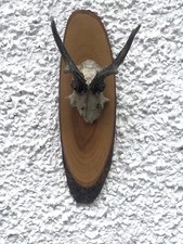 Small roe deer for sale  ENNISKILLEN