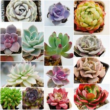 Named succulent leaves for sale  BEXHILL-ON-SEA
