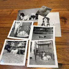 Photo sweet puppies for sale  Midlothian