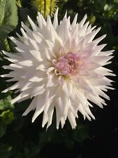 Dahlia field tuber for sale  SOUTHWELL