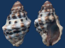 Shell Morula fusca Seashell comprar usado  Enviando para Brazil