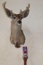 Coues whitetail deer for sale  Brandon