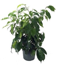 Weeping ficus spire for sale  Wadsworth