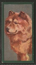 Taddy dogs 1900 for sale  COLNE