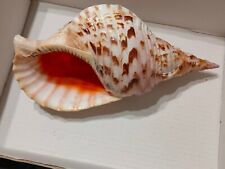 Conchiglia shell charonia usato  Piombino