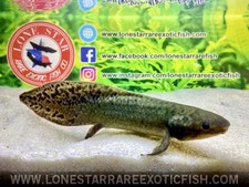 Australian lungfish neoceratod for sale  Livingston
