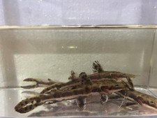 Red tail hybrid for sale  Garfield