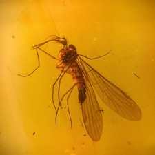 Perfect scorpion fly for sale  GILLINGHAM