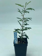 Sweet acacia starter for sale  Jacksonville