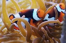 Clownfish gorgeous percula for sale  Kansas City