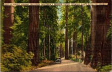 Redwood giants along for sale  San Antonio