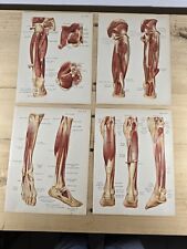 Planches anatomie humaine d'occasion  Penne-d'Agenais