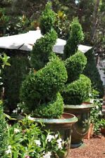 Green mountain boxwood for sale  Mcminnville