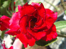 Adenium besum wüstenrose gebraucht kaufen  Versand nach Germany