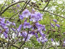 Foxglove tree for sale  NORWICH