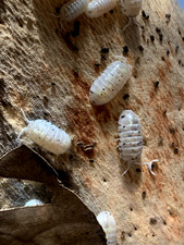 Magic potion isopods for sale  Mcallen