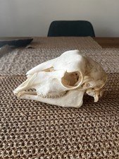 Taxidermy real goat for sale Taxidermy real goat for sale  CLYNDERWEN