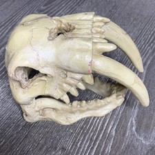 Faux saber tooth for sale  Atlanta