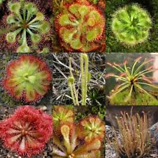Drosera mélange graines d'occasion  Expédié en France