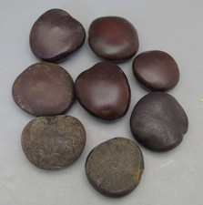 Sea bean entada for sale  Toledo