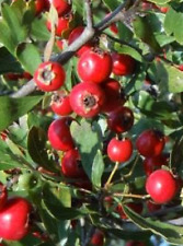 ACEROLO acerola  bizcobo crataegus azarolus 100 semillas frescas seeds comprar usado  Enviando para Brazil