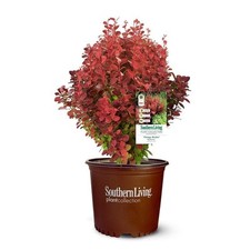 Barberry shrub orange for sale  Lincoln Park